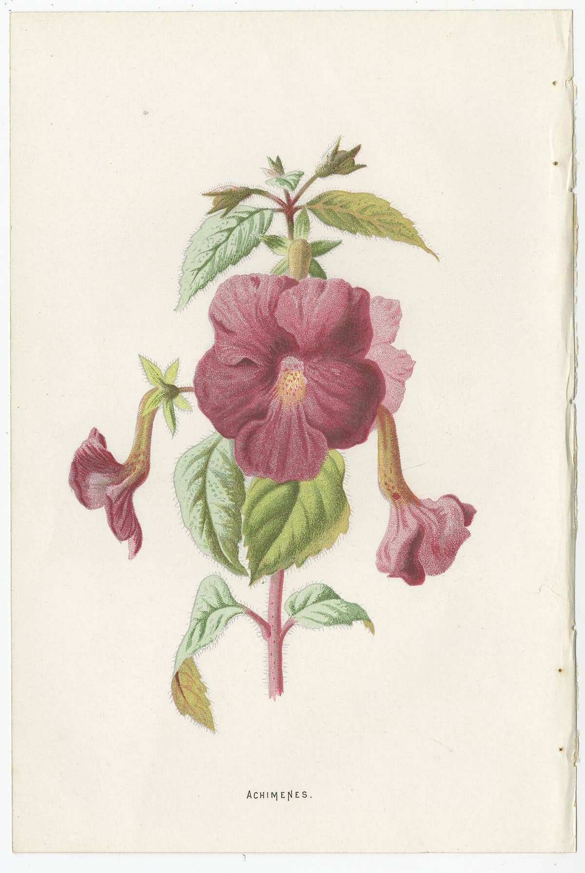 Set of Three Botany Prints Avens, Lachenalia, Achimenes