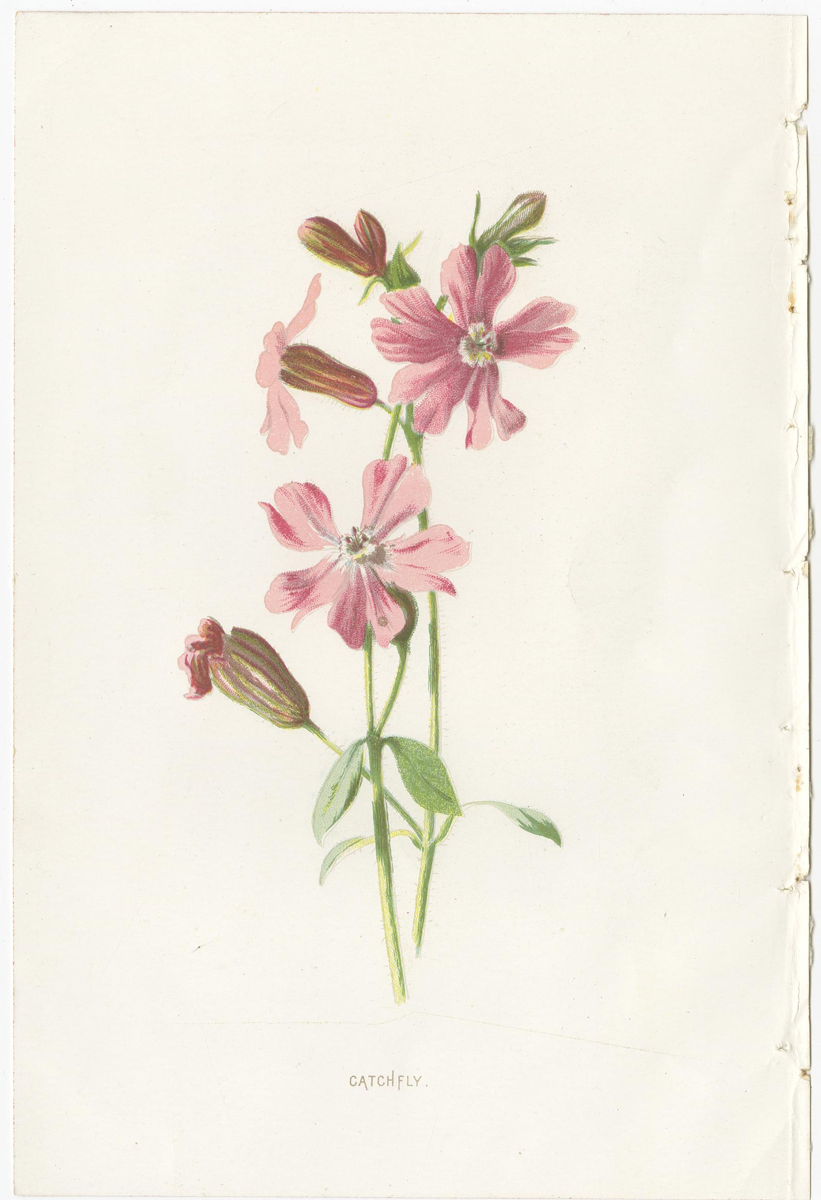 Set of three antique chromolithographs titled 'Catchfly - Honesty - Turbinate Bell-Flower'. These prints originate from 'Familiar Garden Flowers' by F. Edward Hulme & Shirley Hibberd. Published in circa 1880.