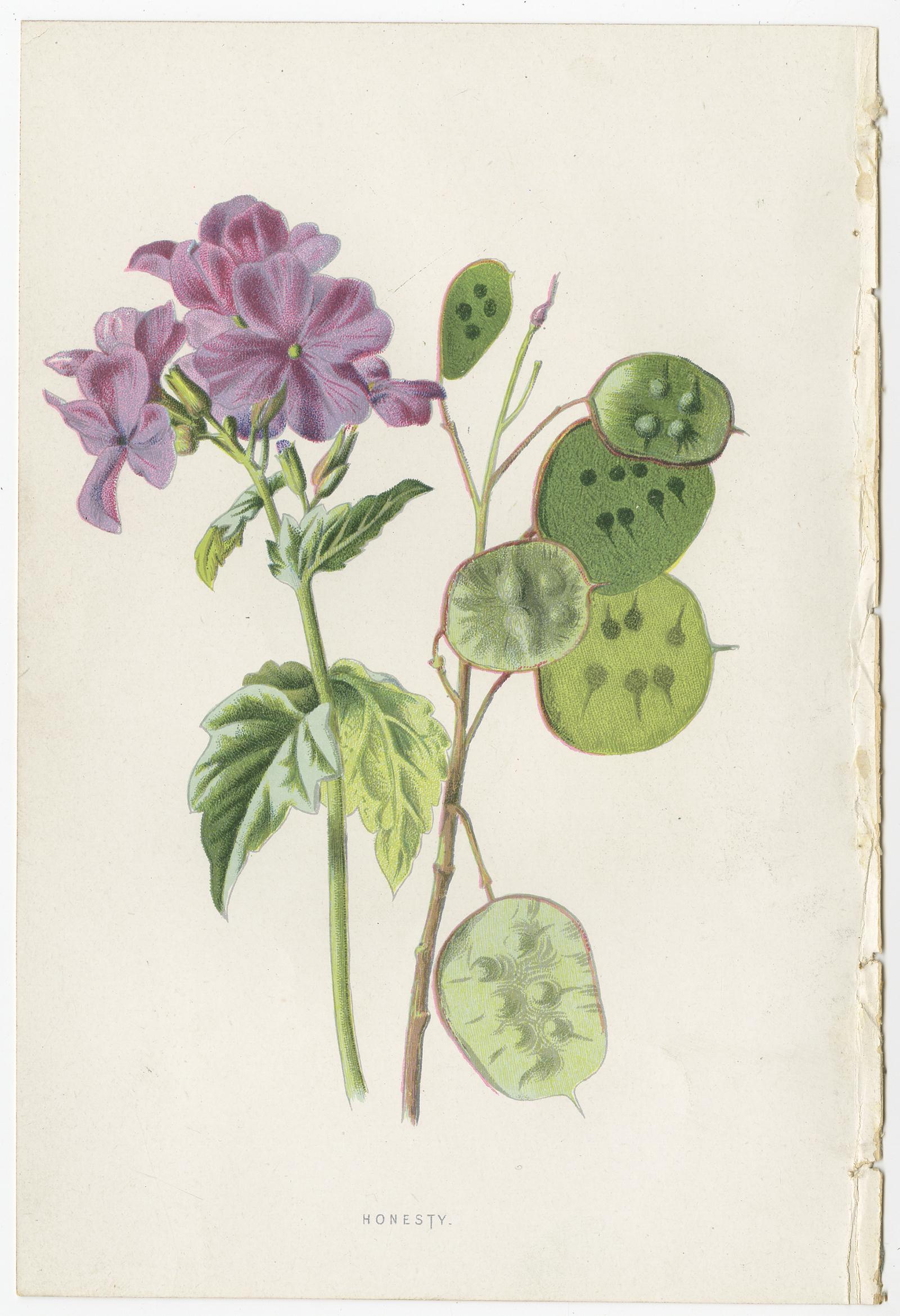 Set of Three Botany Prints Catchfly, Lunaria Annua, Bellflower In Good Condition For Sale In Langweer, NL