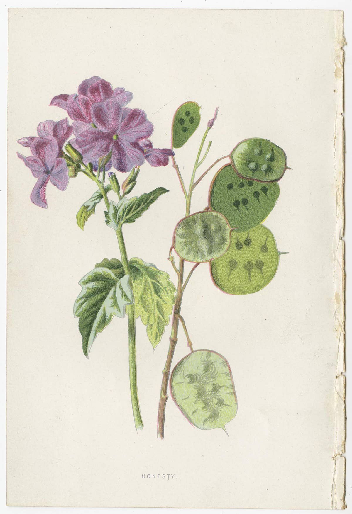 Set of Three Botany Prints Catchfly, Lunaria Annua, Bellflower