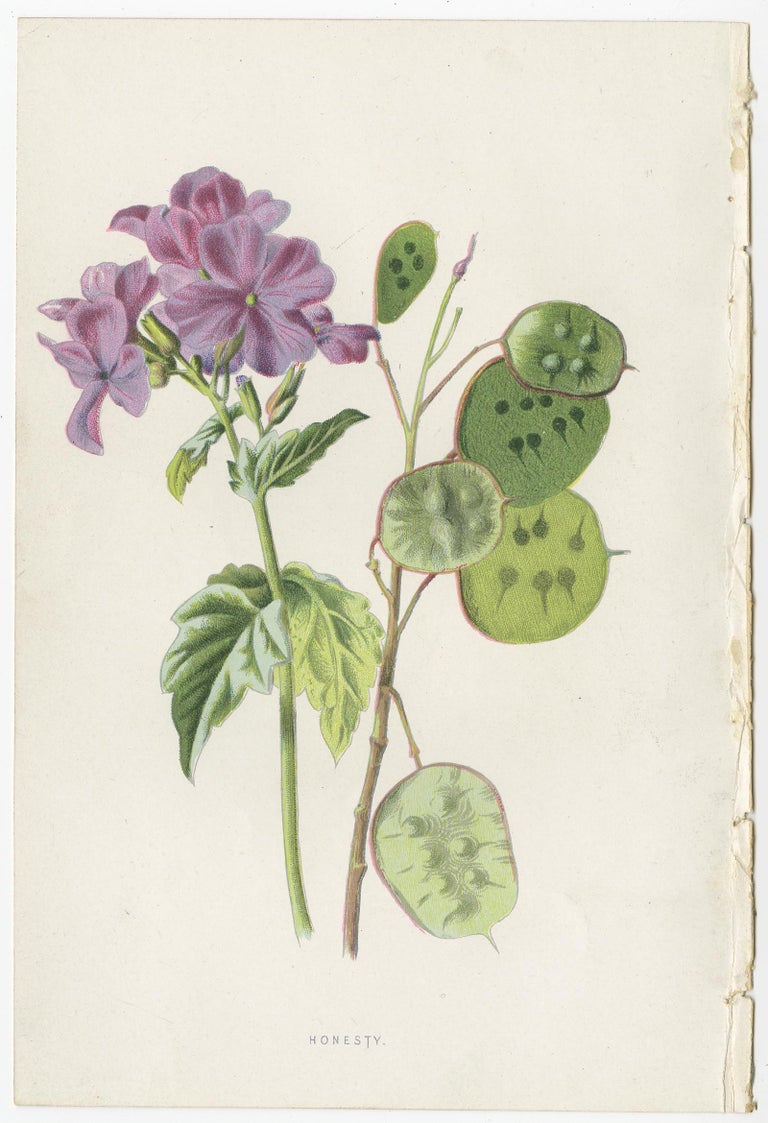 Set of Three Botany Prints Catchfly, Lunaria Annua, Bellflower For Sale ...