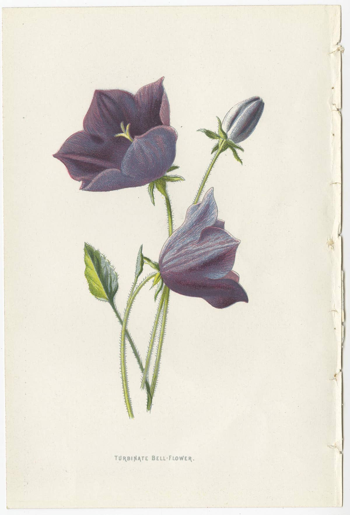 Set of Three Botany Prints Catchfly, Lunaria Annua, Bellflower