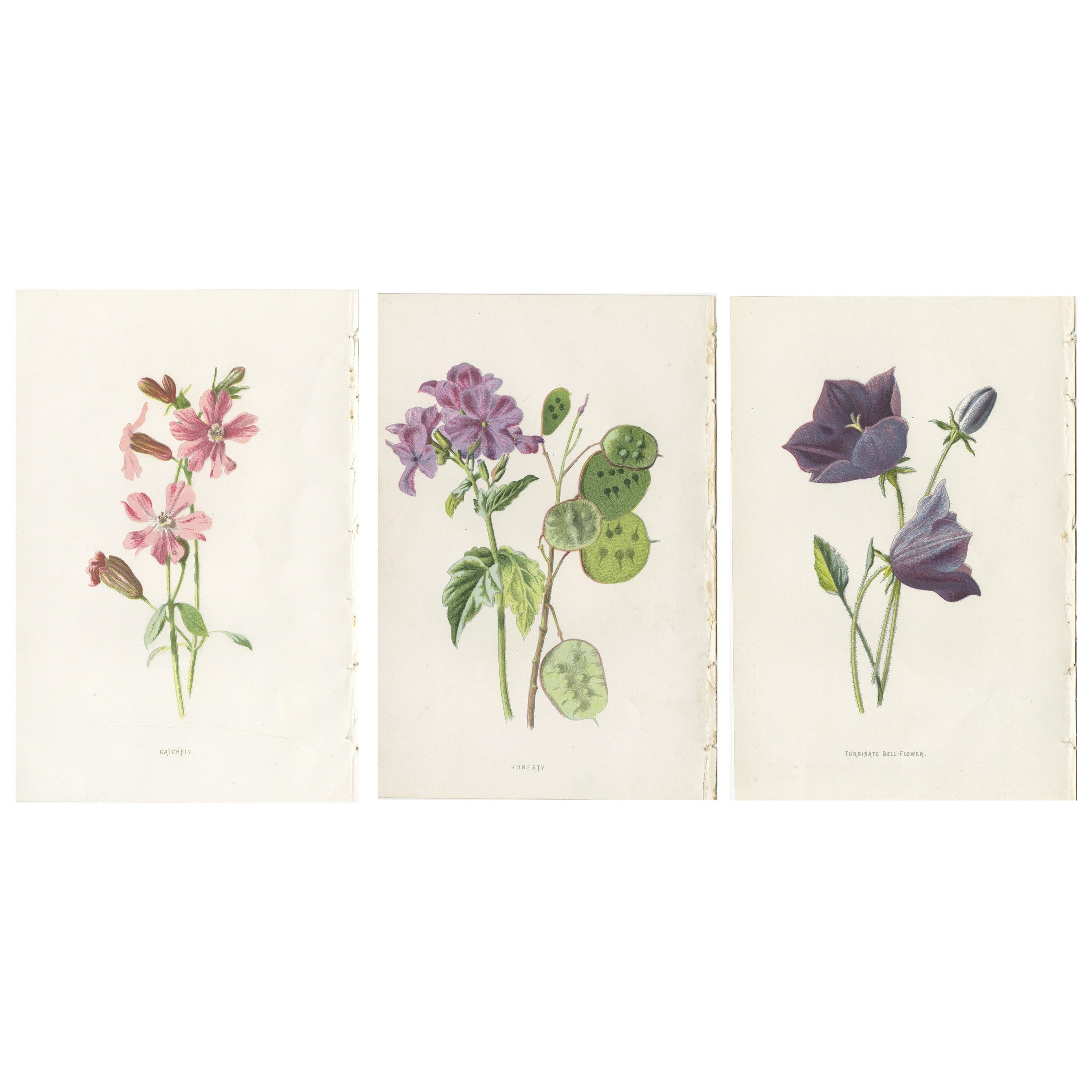 Set of Three Botany Prints Catchfly, Lunaria Annua, Bellflower For Sale