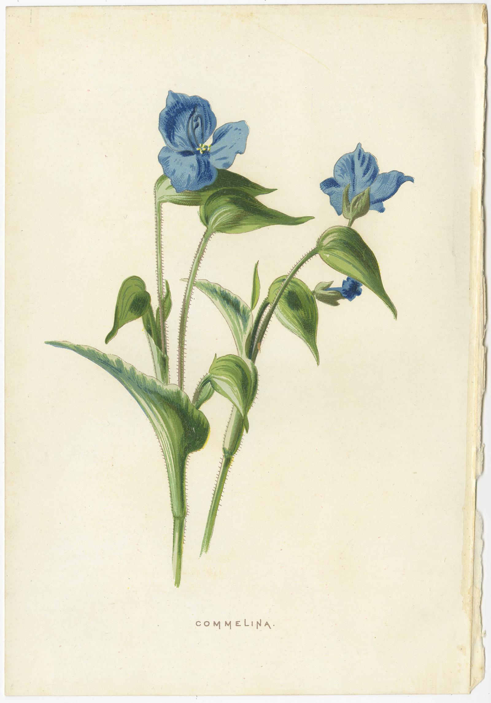 Set of three antique chromolithographs titled 'Commelina - Browallia - Blue Sage'. These prints originate from 'Familiar Garden Flowers' by F. Edward Hulme & Shirley Hibberd. Published in circa 1880.
