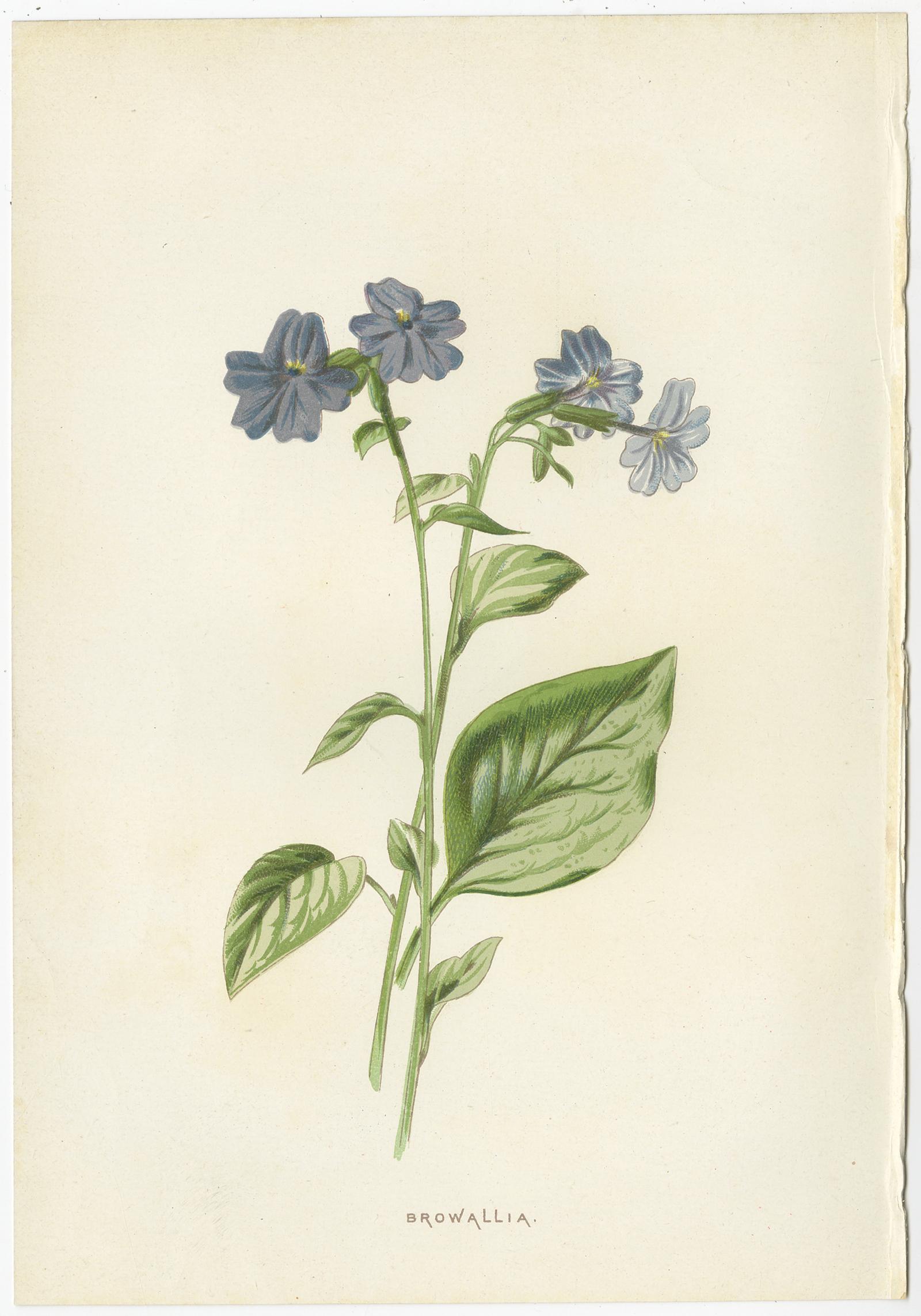 Set of Three Botany Prints Commelina, Sapphire Flower, Blue Sage In Good Condition In Langweer, NL