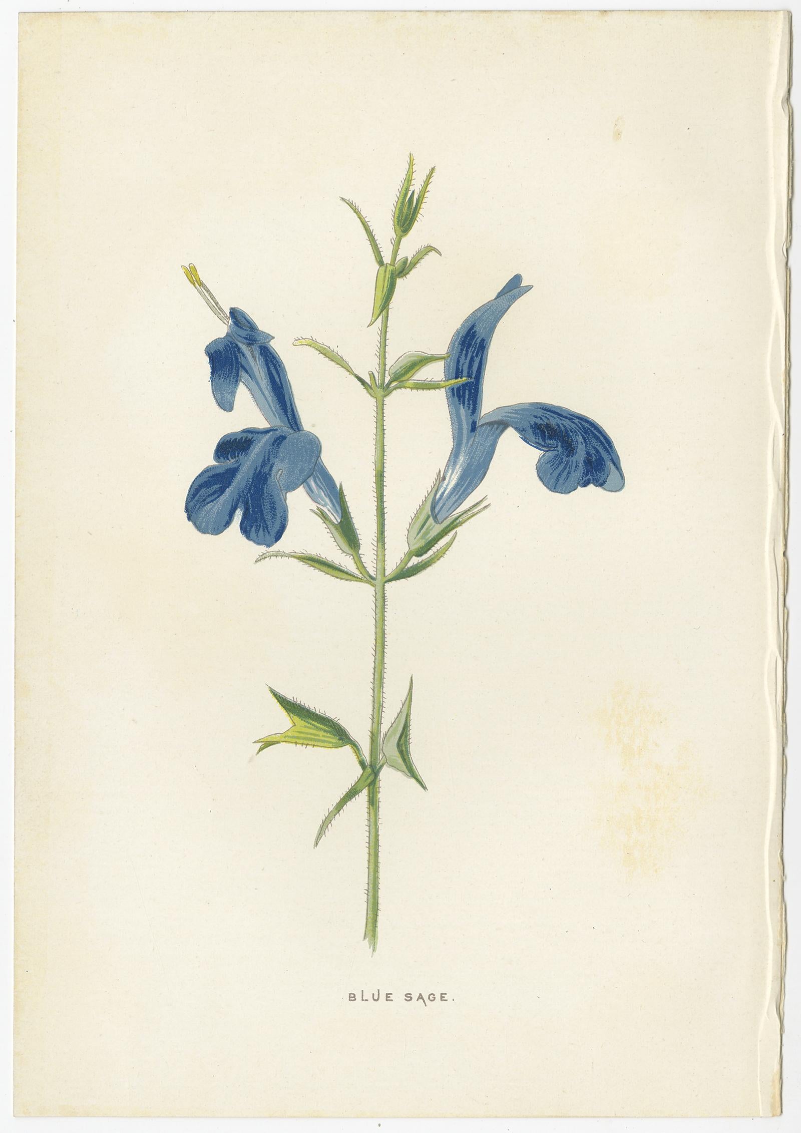 19th Century Set of Three Botany Prints Commelina, Sapphire Flower, Blue Sage