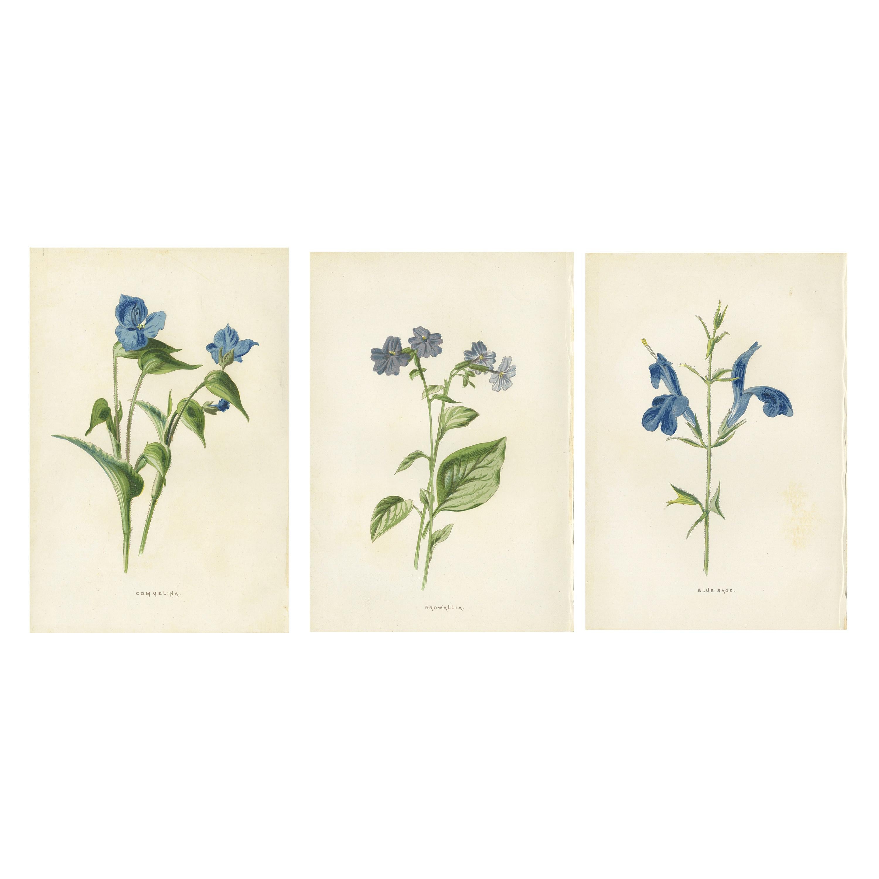 Set of Three Botany Prints Commelina, Sapphire Flower, Blue Sage