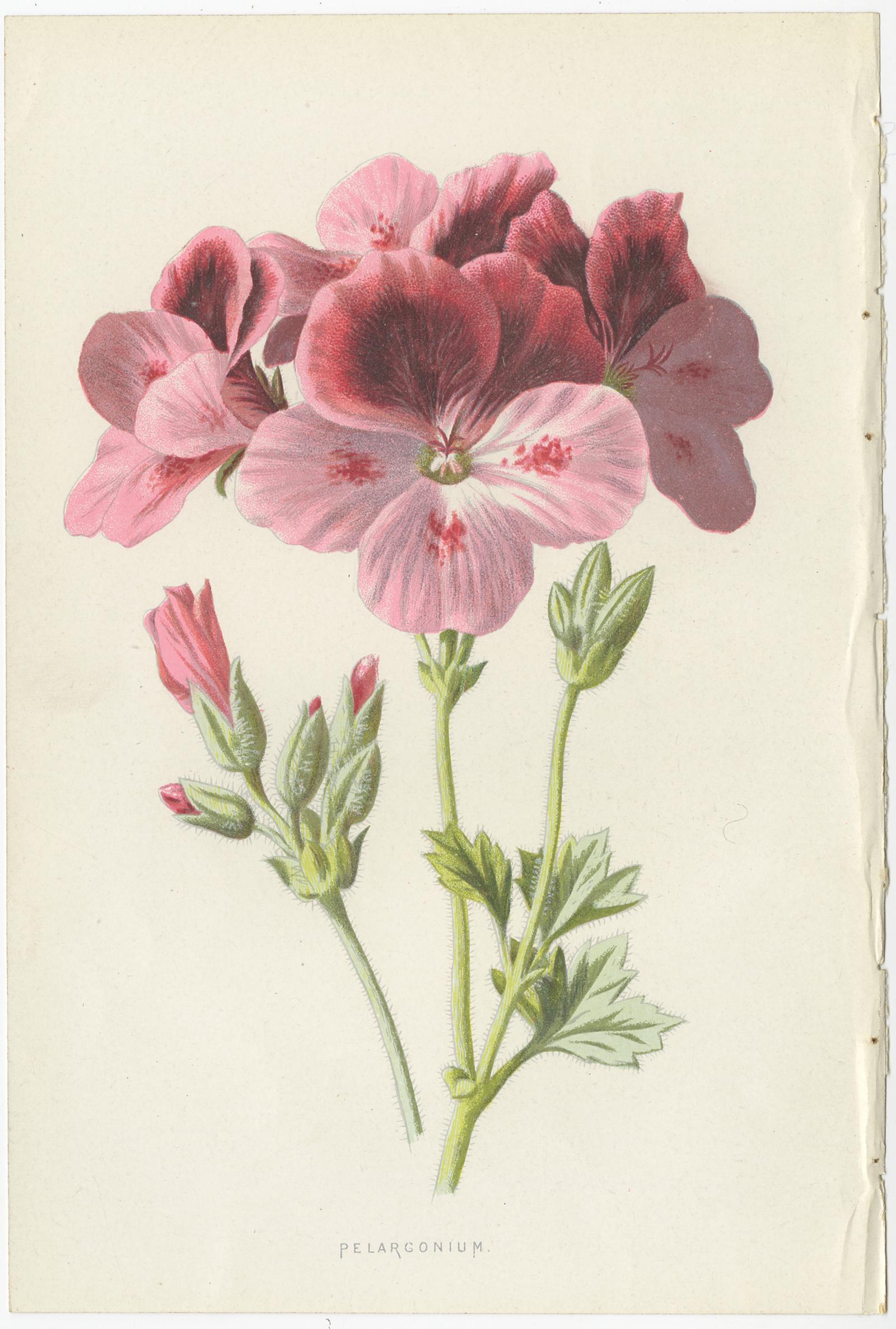 Set of three antique chromolithographs titled 'Pelargonium - Fuchsia - Begonia'. These prints originate from 'Familiar Garden Flowers' by F. Edward Hulme & Shirley Hibberd. Published in circa 1880.