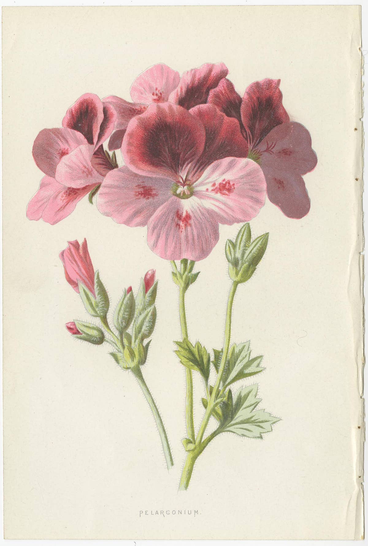 Set of Three Botany Prints Geranium, Fuchsia, Bellenplant, Begonia