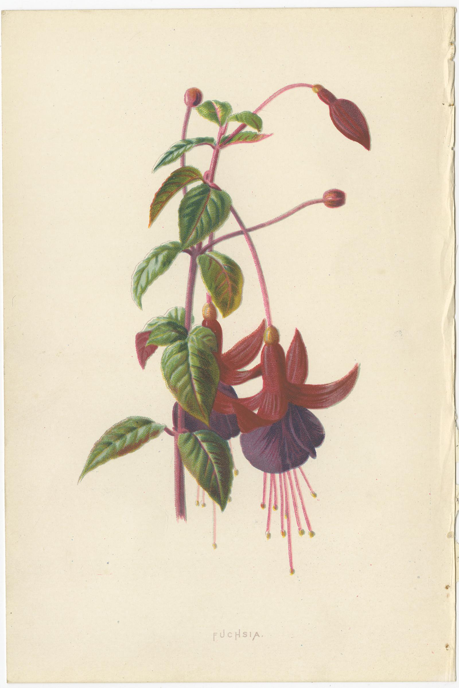 geranium and begonia