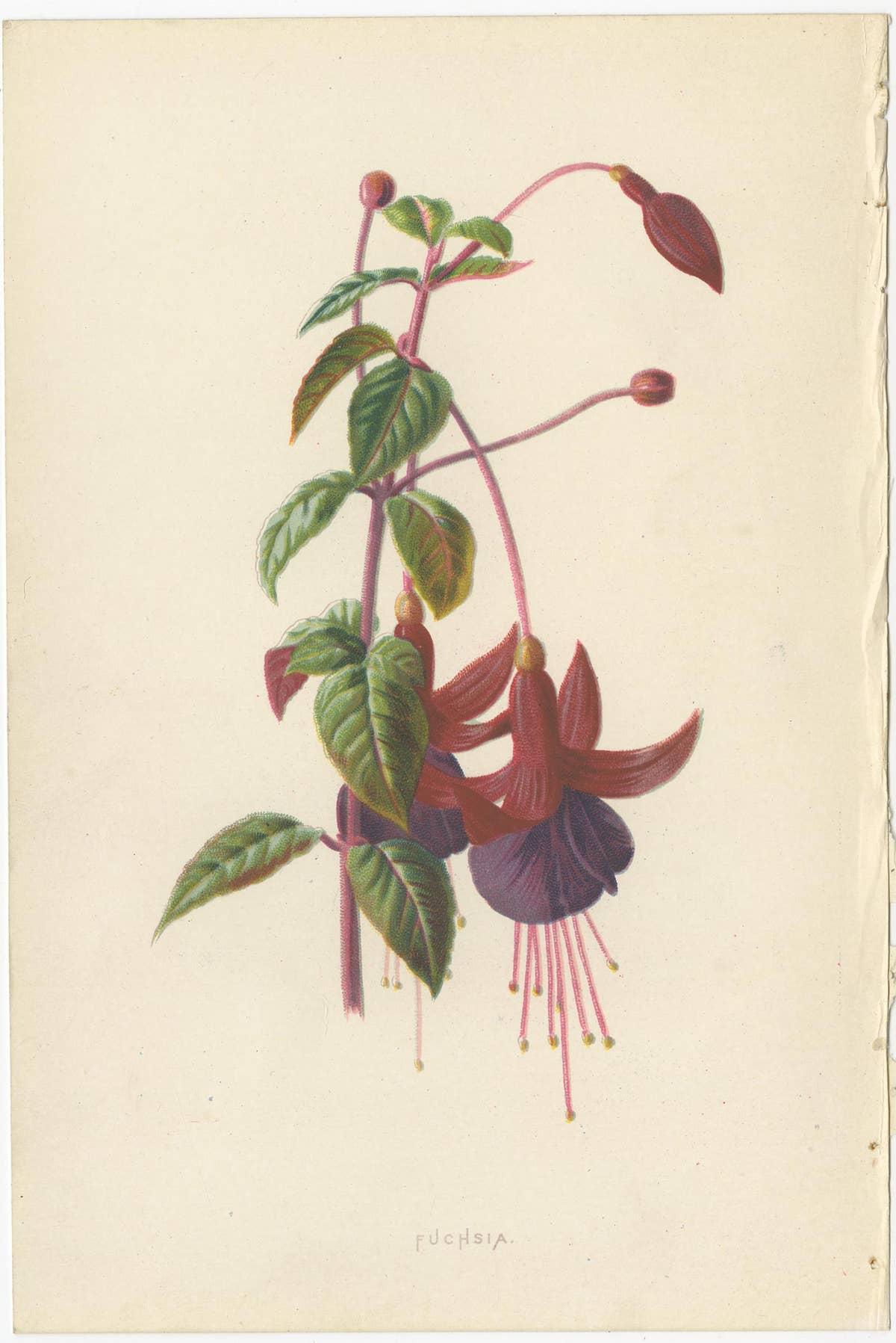 Set of Three Botany Prints Geranium, Fuchsia, Bellenplant, Begonia