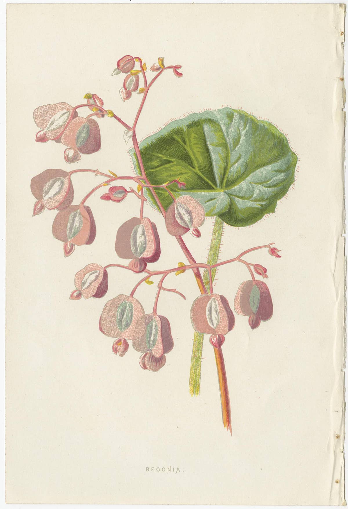 Set of Three Botany Prints Geranium, Fuchsia, Bellenplant, Begonia