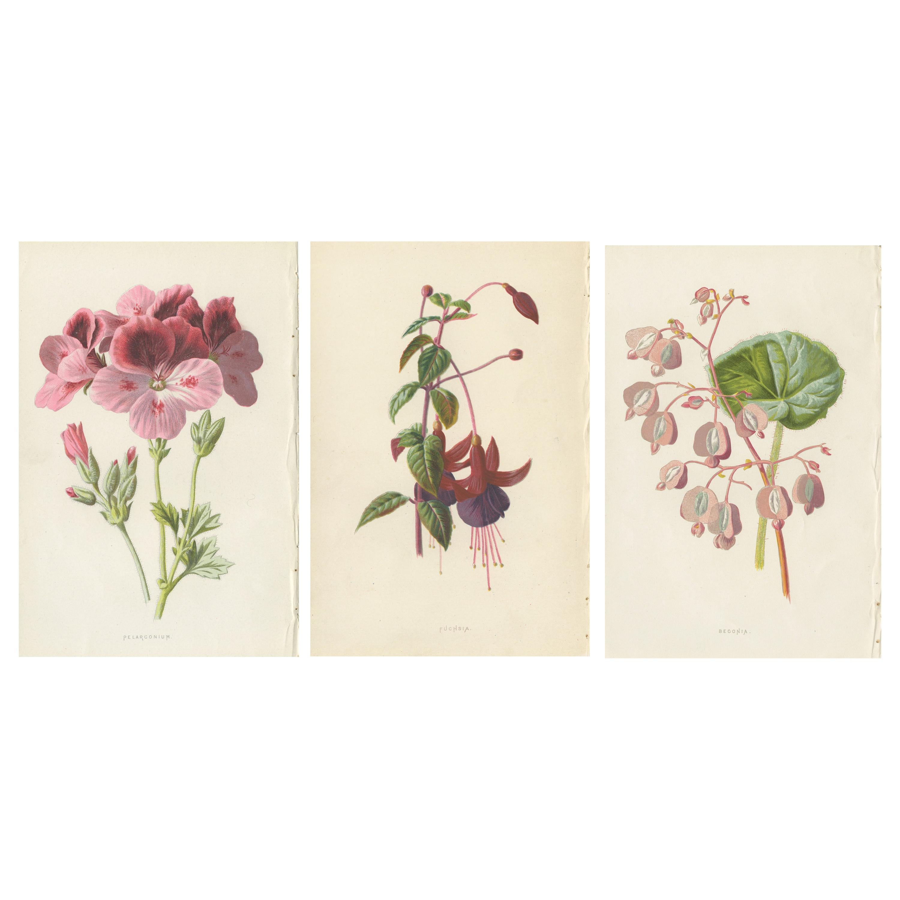 Set of Three Botany Prints Geranium, Fuchsia, Bellenplant, Begonia For Sale
