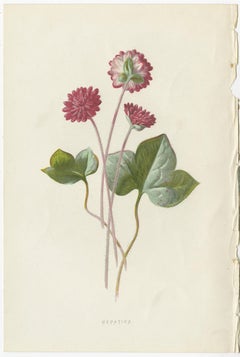 Set of Three Botany Prints Hepatica, Large-Leaved Saxifrage, Primula