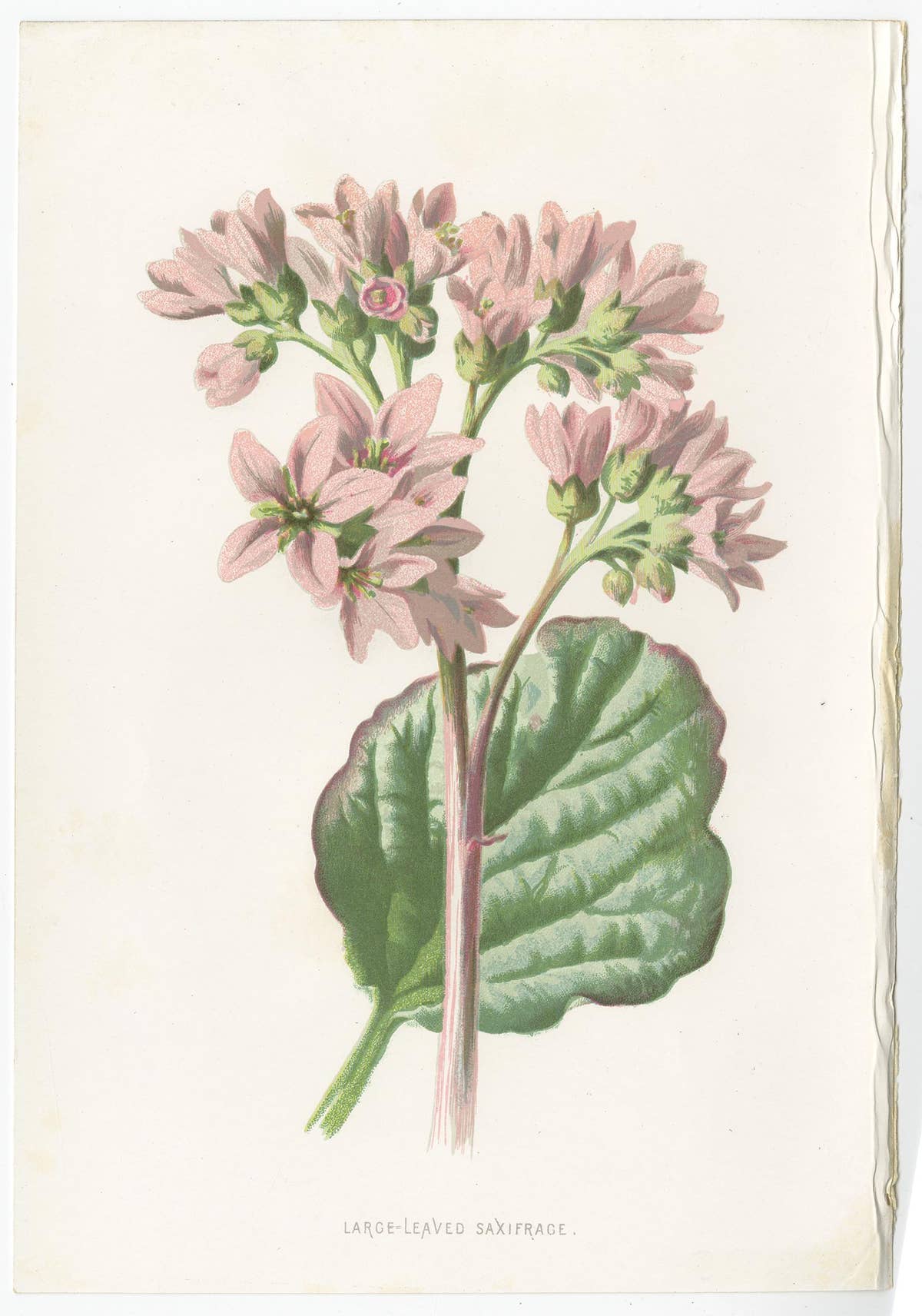 Set of Three Botany Prints Hepatica, Large-Leaved Saxifrage, Primula