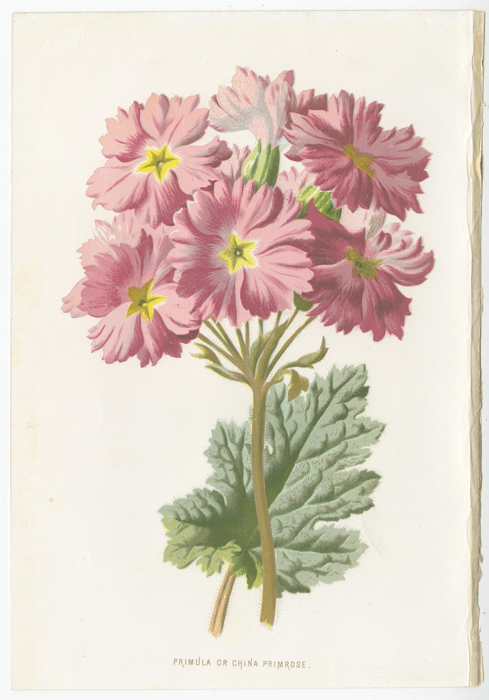 19th Century Set of Three Botany Prints Hepatica, Large-Leaved Saxifrage, Primula For Sale
