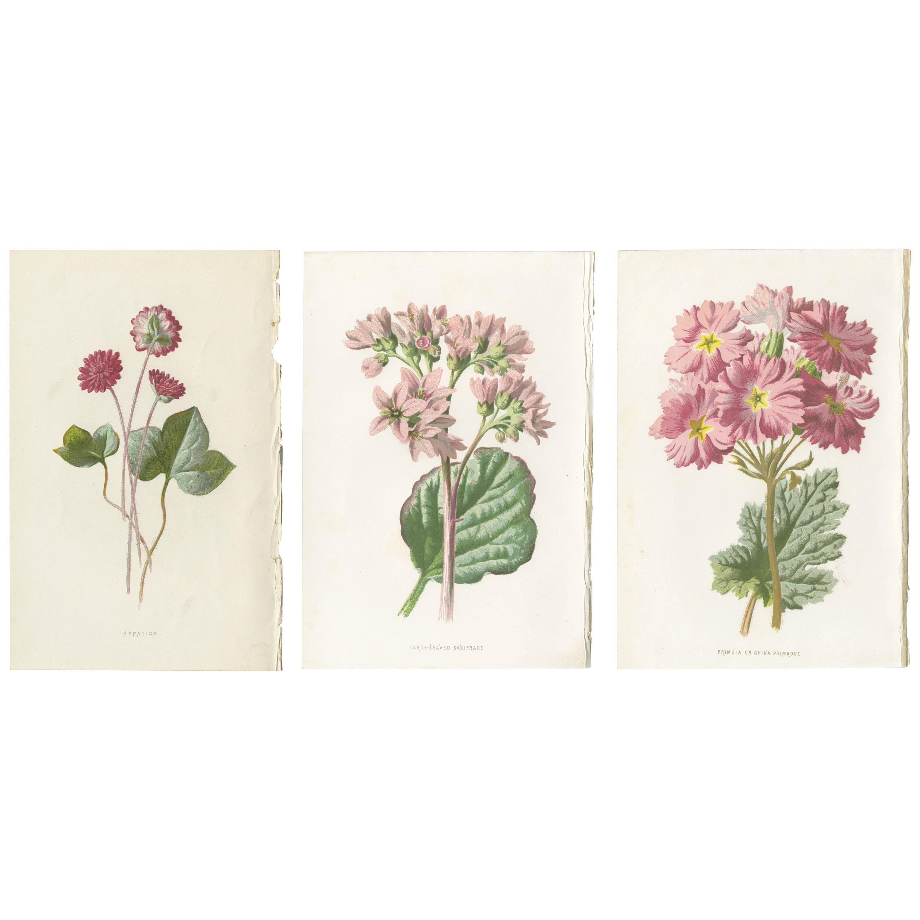 Set of Three Botany Prints Hepatica, Large-Leaved Saxifrage, Primula For Sale