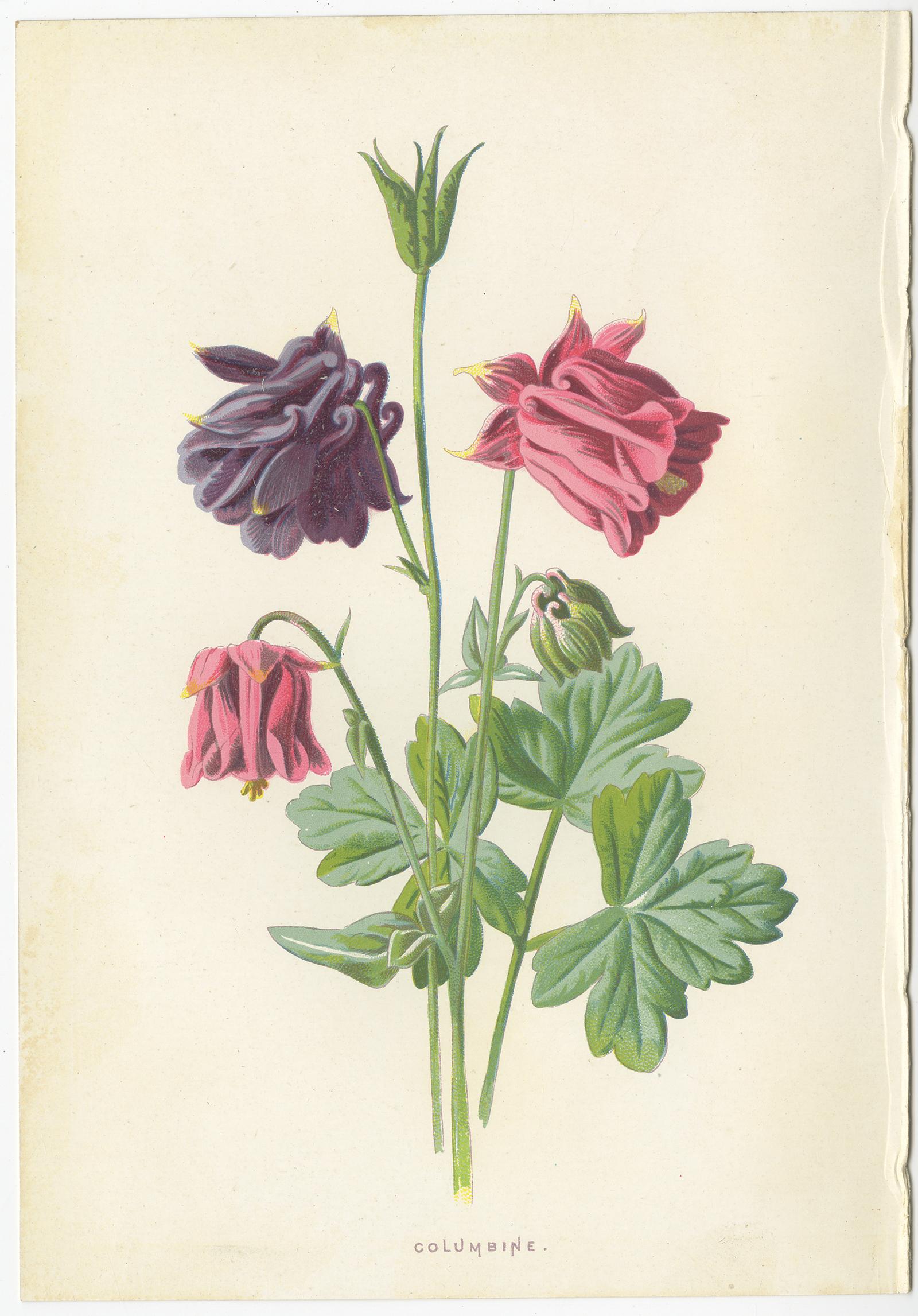 Set of Three Botany Prints Indian Pink, Aquilegia, Linum Grandiflorum In Good Condition For Sale In Langweer, NL