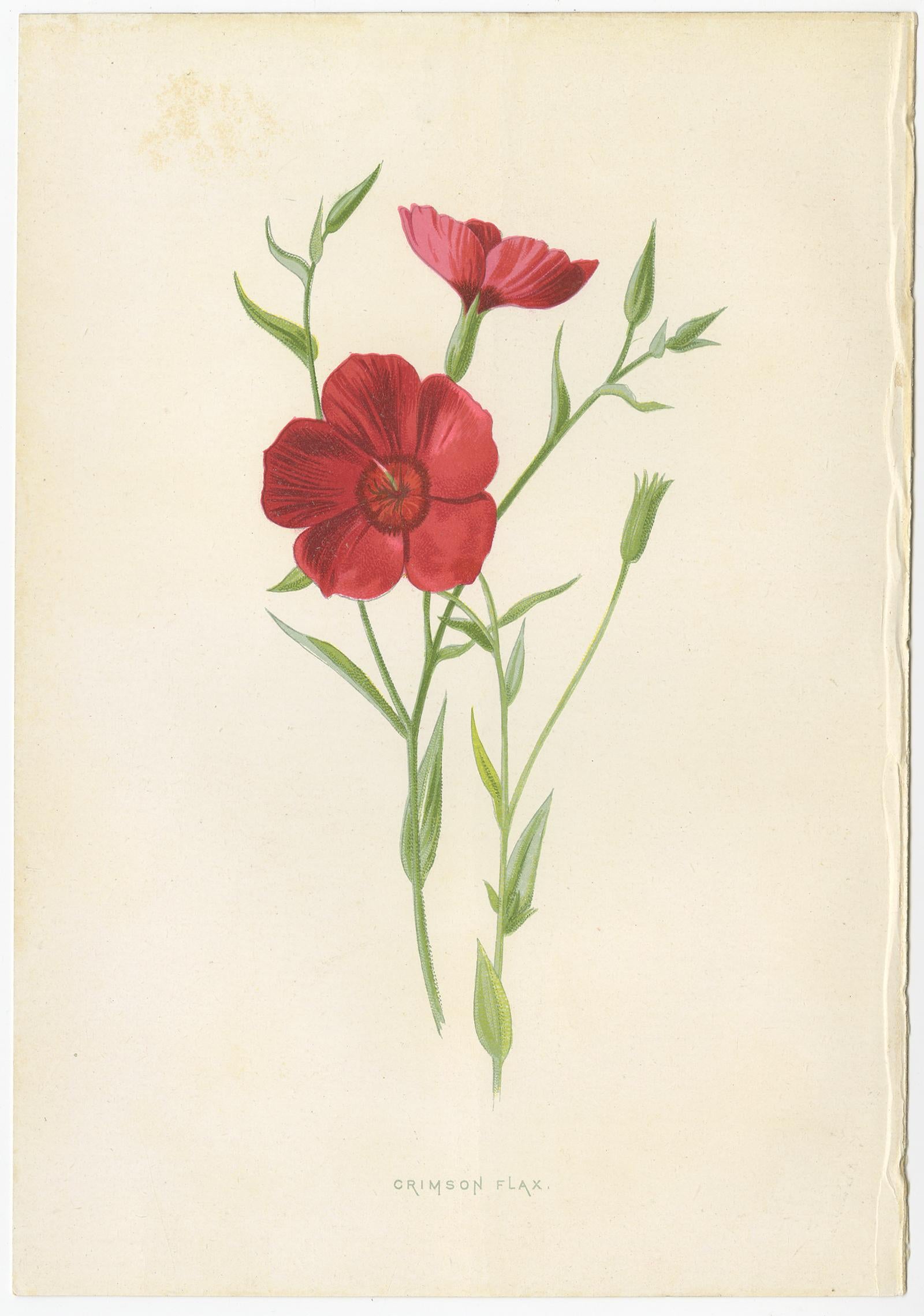 19th Century Set of Three Botany Prints Indian Pink, Aquilegia, Linum Grandiflorum For Sale