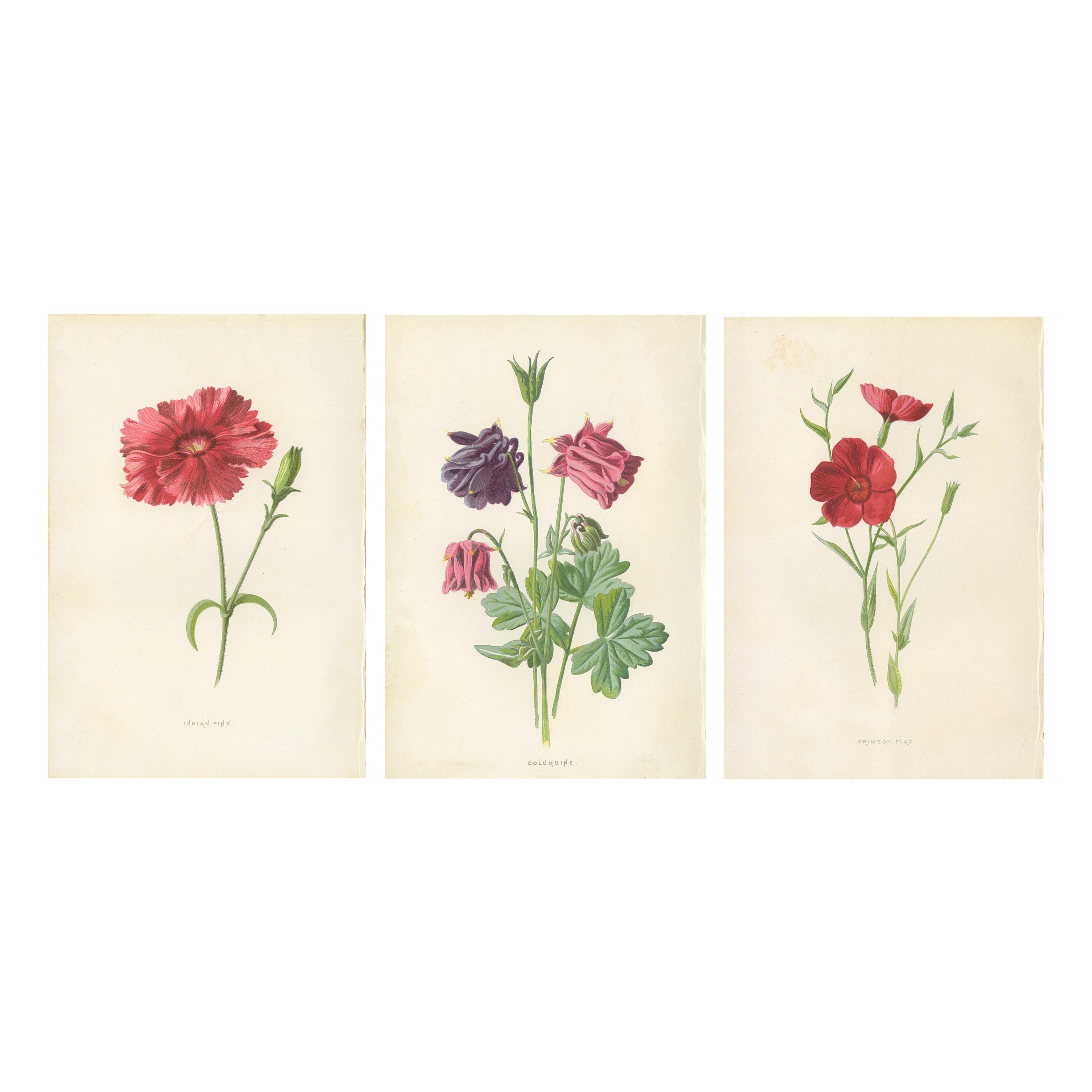 Set of Three Botany Prints Indian Pink, Aquilegia, Linum Grandiflorum For Sale