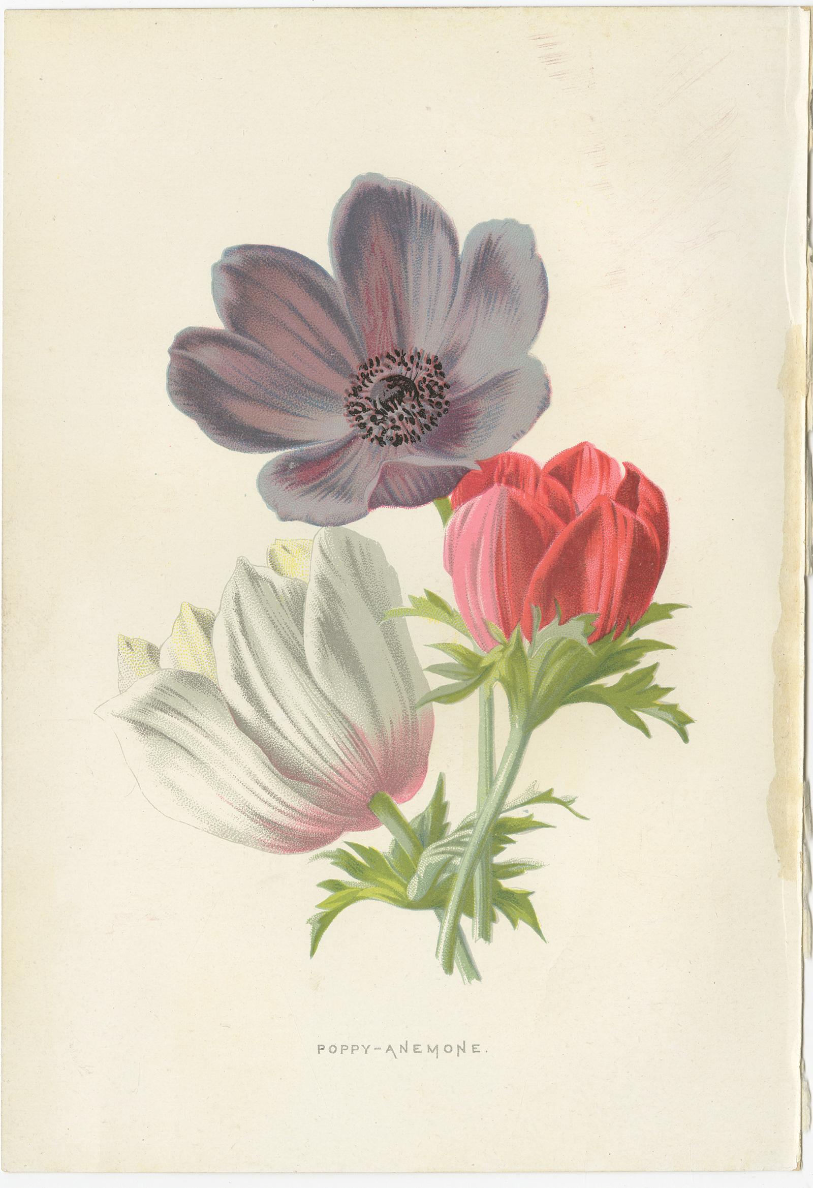 Set of three antique chromolithographs titled 'Poppy-Anemone - Rudbeckia - Cineraria'. These prints originate from 'Familiar Garden Flowers' by F. Edward Hulme & Shirley Hibberd. Published in circa 1880.