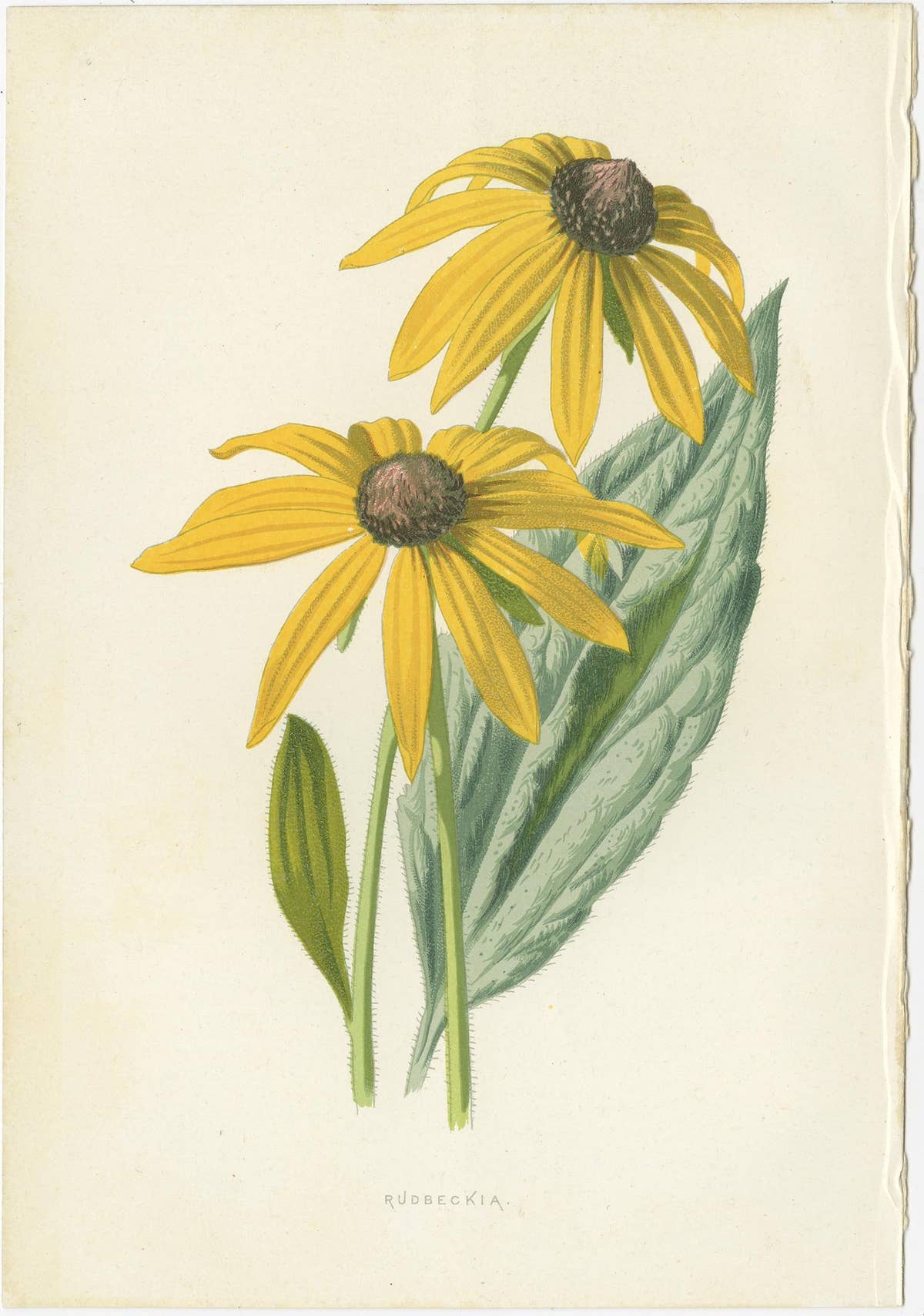Set of Three Botany Prints Poppy Anemone, Rudbeckia, Cineraria