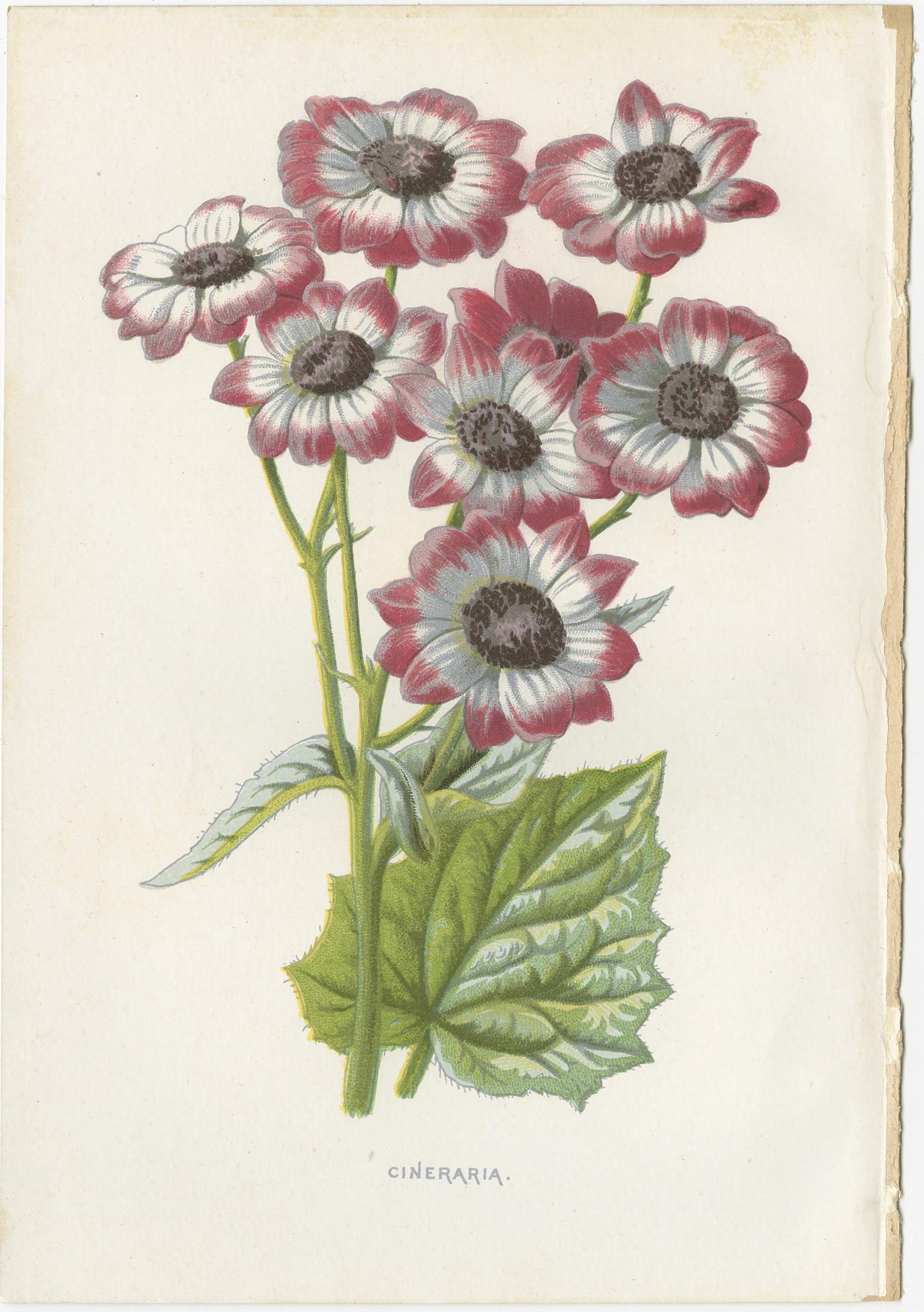 19th Century Set of Three Botany Prints Poppy Anemone, Rudbeckia, Cineraria For Sale