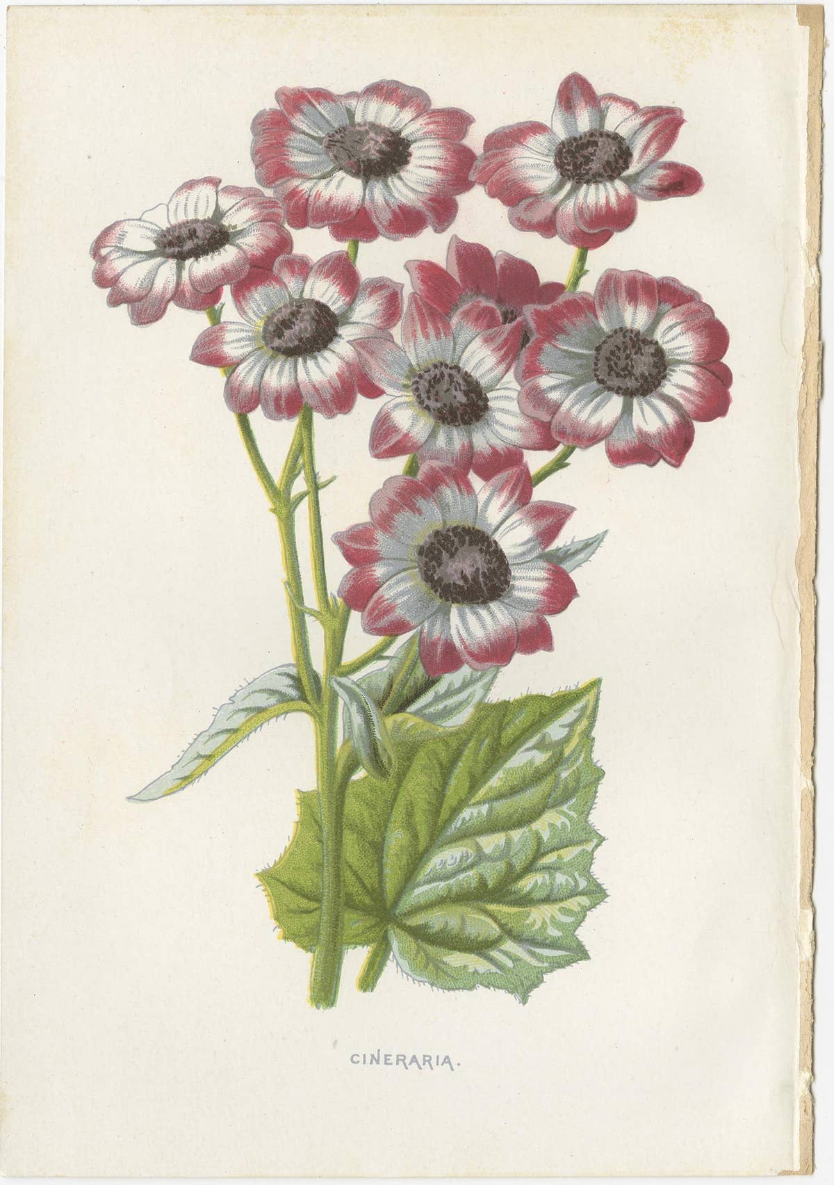 Set of Three Botany Prints Poppy Anemone, Rudbeckia, Cineraria