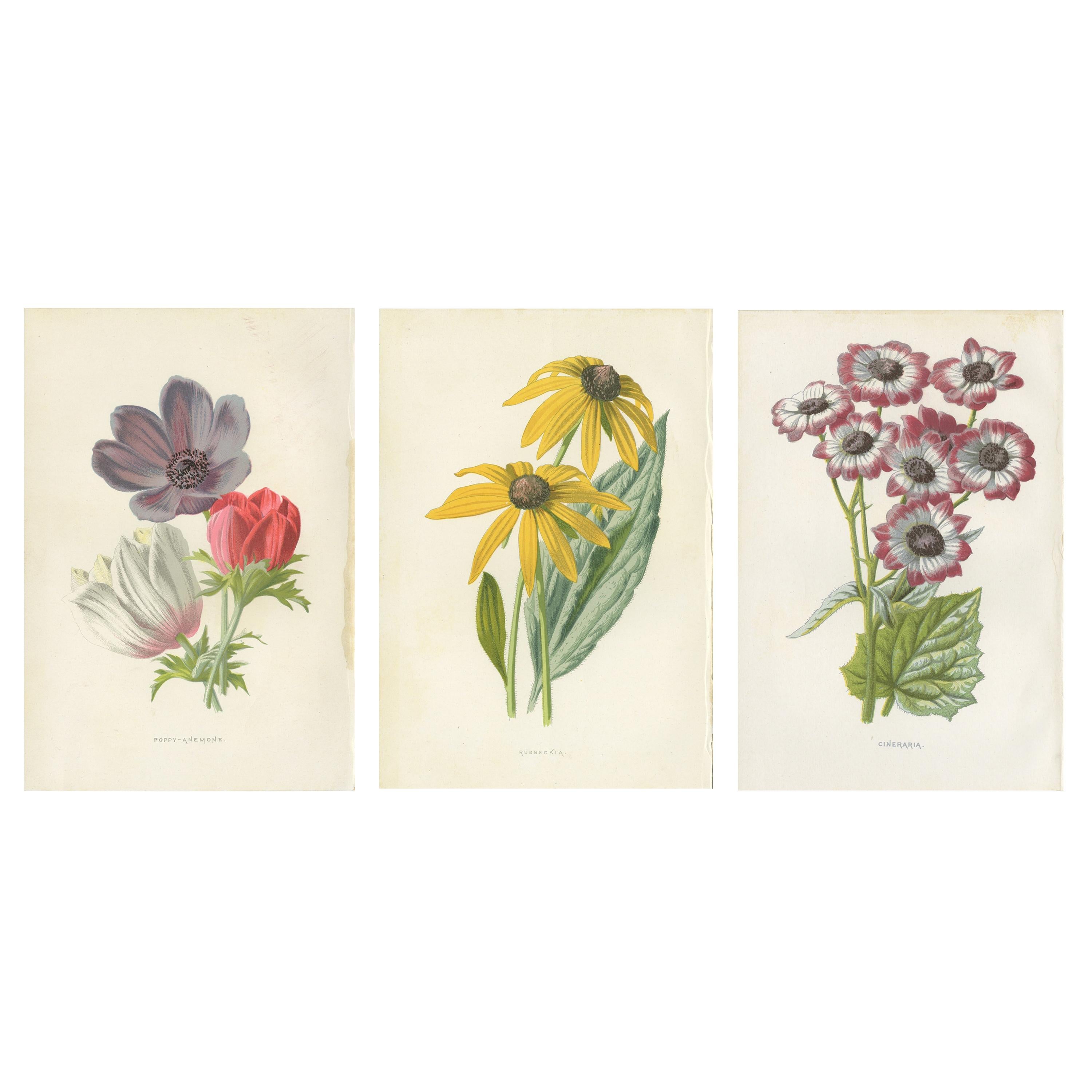 Set von drei Blumendrucken Mohn Anemone, Rudbeckia, Cineraria, Cineraria