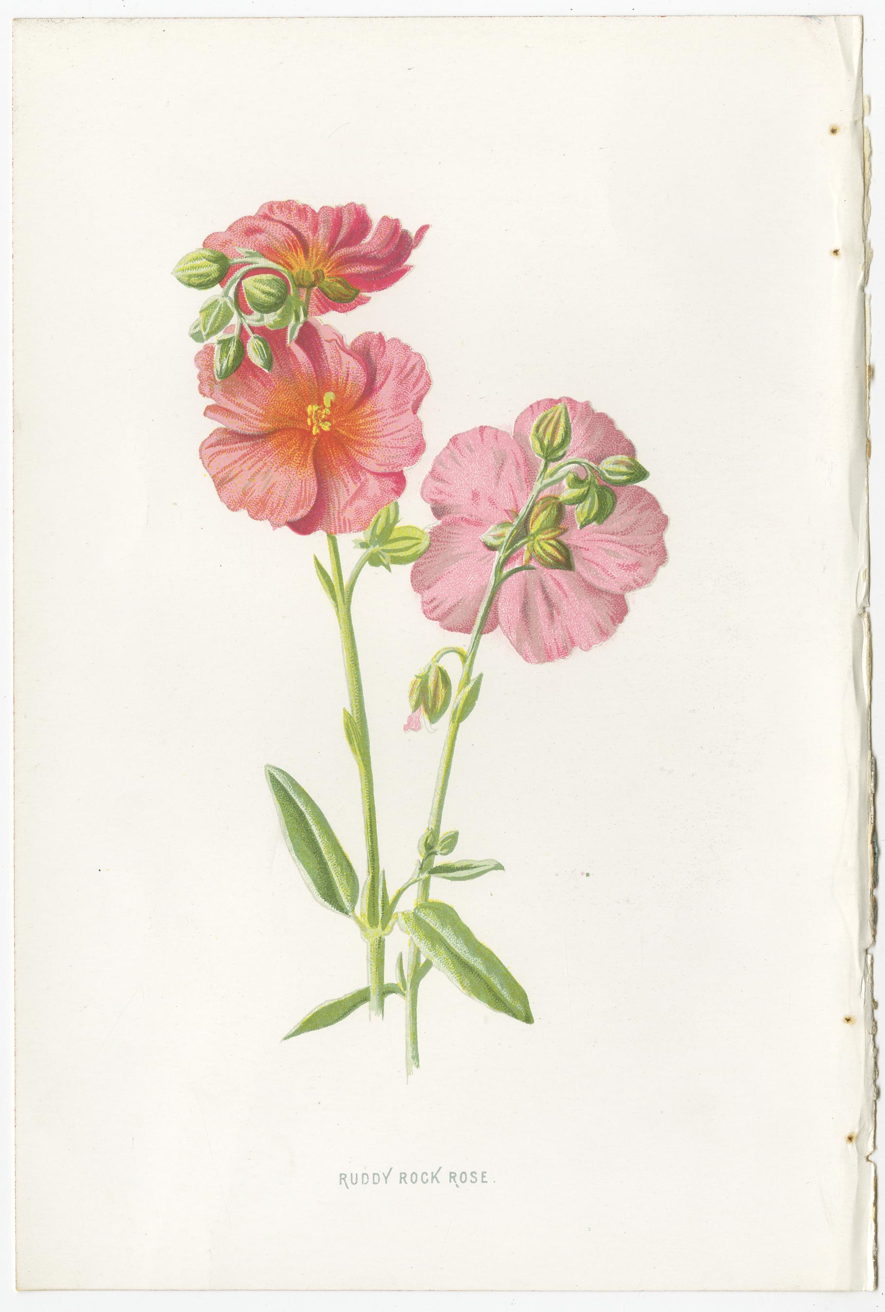 Set of three antique chromolithographs titled 'Ruddy Rock Rose, Salvia, Pulmonaria'. These prints originate from 'Familiar Garden Flowers' by F. Edward Hulme & Shirley Hibberd. Published in circa 1880.