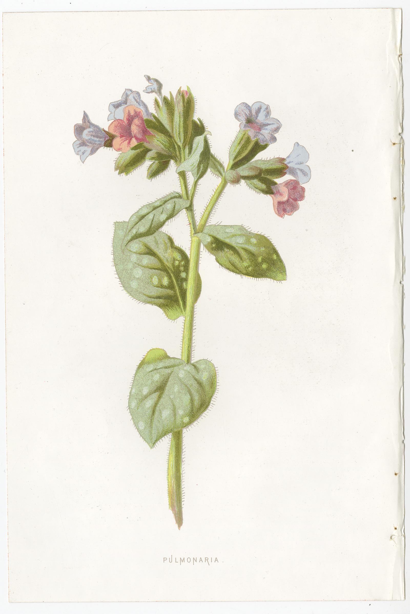 19th Century Set of Three Botany Prints Rose, Salvia, Pulmonaria