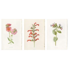 Set of Three Botany Prints Rose, Salvia, Pulmonaria