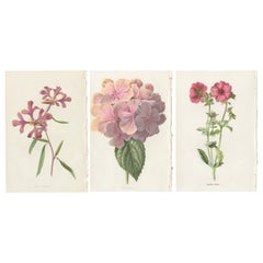 Set of Three Botany Prints Rosy Clarkia, Hydrangea, Avens