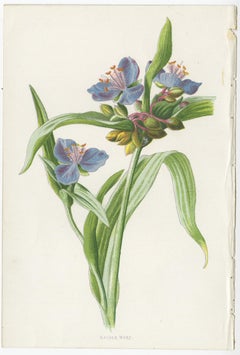 Set of Three Botany Prints Tradescantia, Trollius, Nemophila