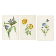 Set of Three Botany Prints Tradescantia, Trollius, Nemophila