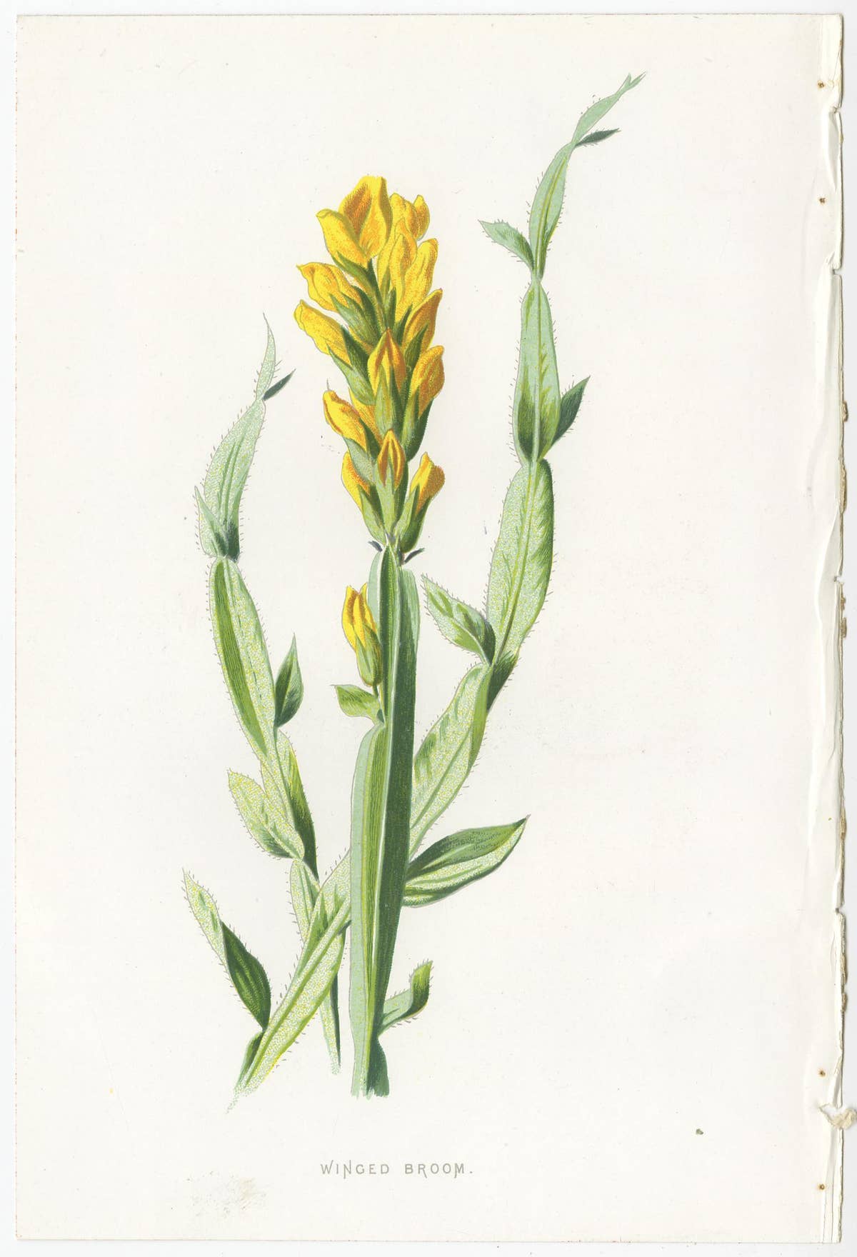 Set of Three Botany Prints Winged Broom, Gentian, Mimulus