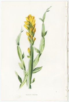 Set of Three Botany Prints Winged Broom, Gentian, Mimulus