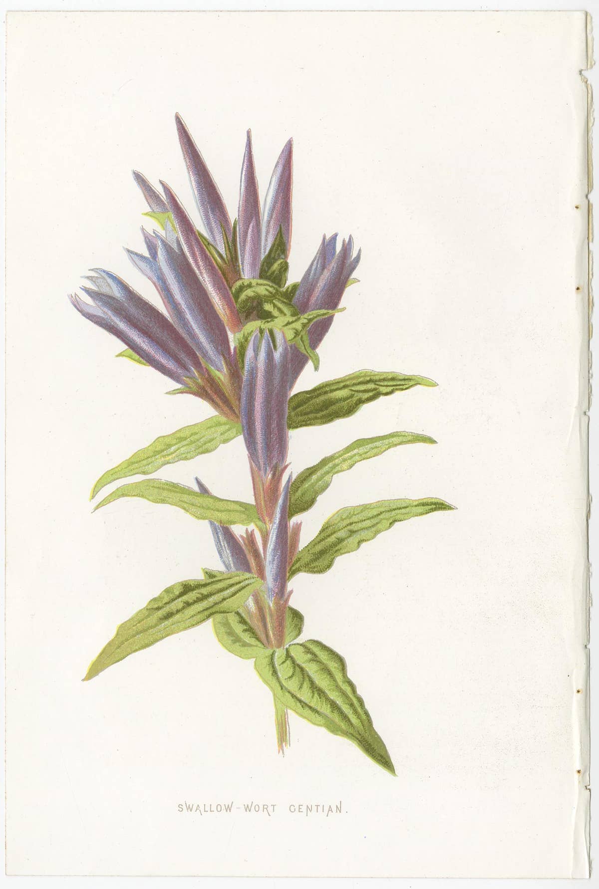 Set of Three Botany Prints Winged Broom, Gentian, Mimulus