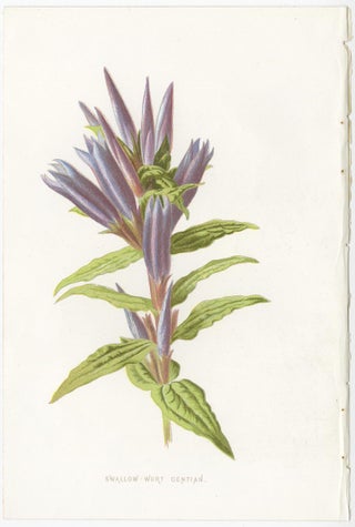 Set of Three Botany Prints Winged Broom, Gentian, Mimulus, view 3