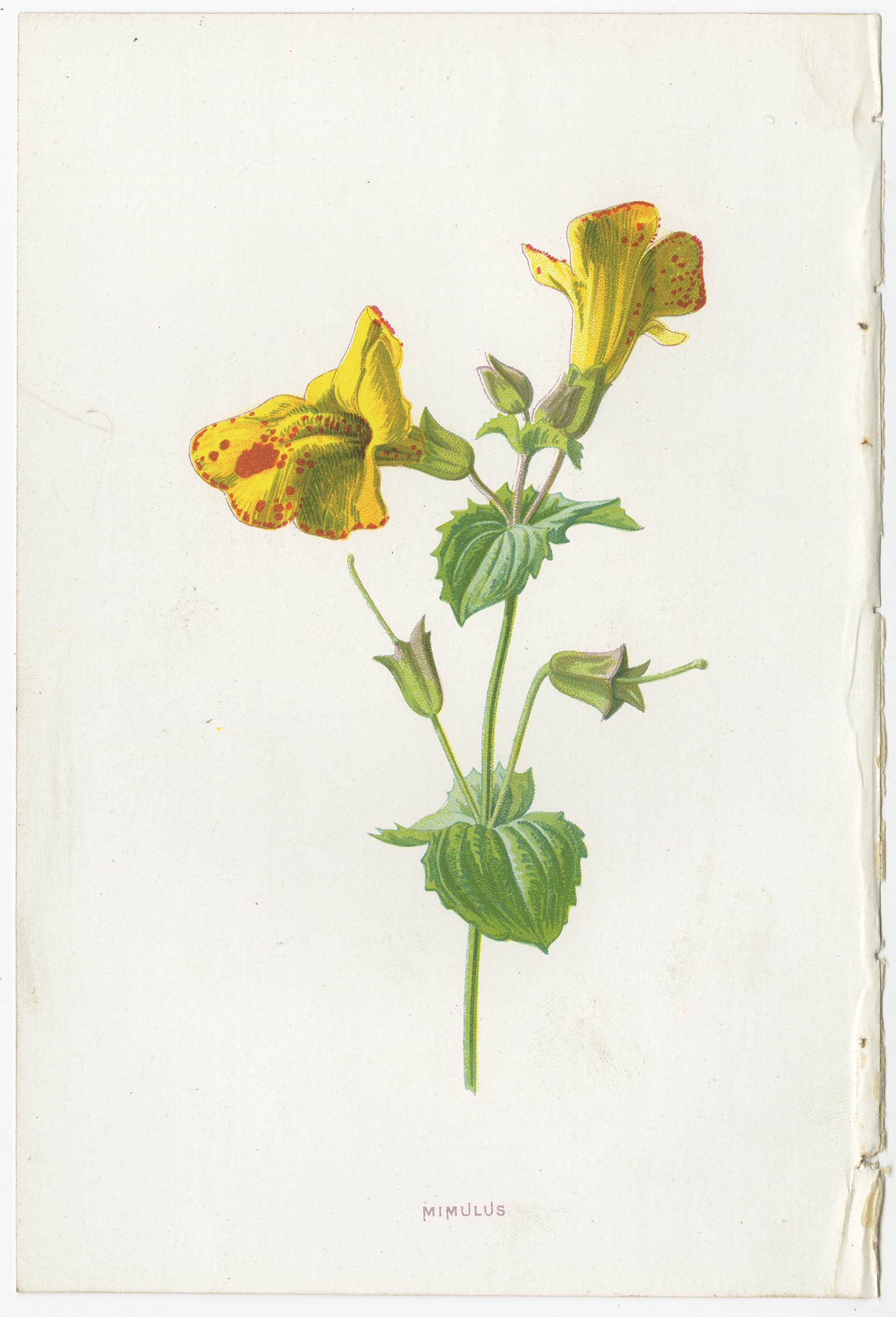 19th Century Set of Three Botany Prints Winged Broom, Gentian, Mimulus For Sale
