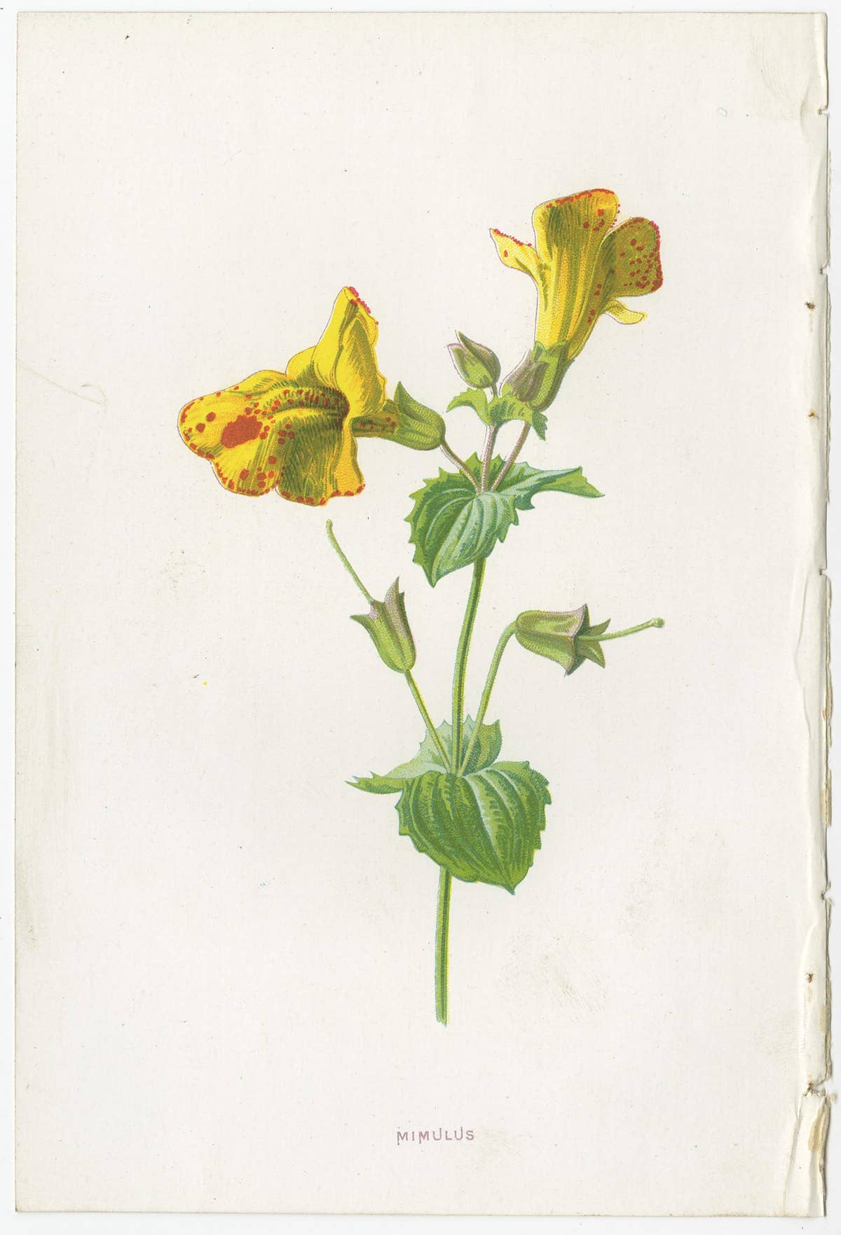 Set of Three Botany Prints Winged Broom, Gentian, Mimulus