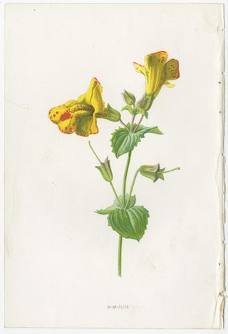 Set of Three Botany Prints Winged Broom, Gentian, Mimulus, view 4