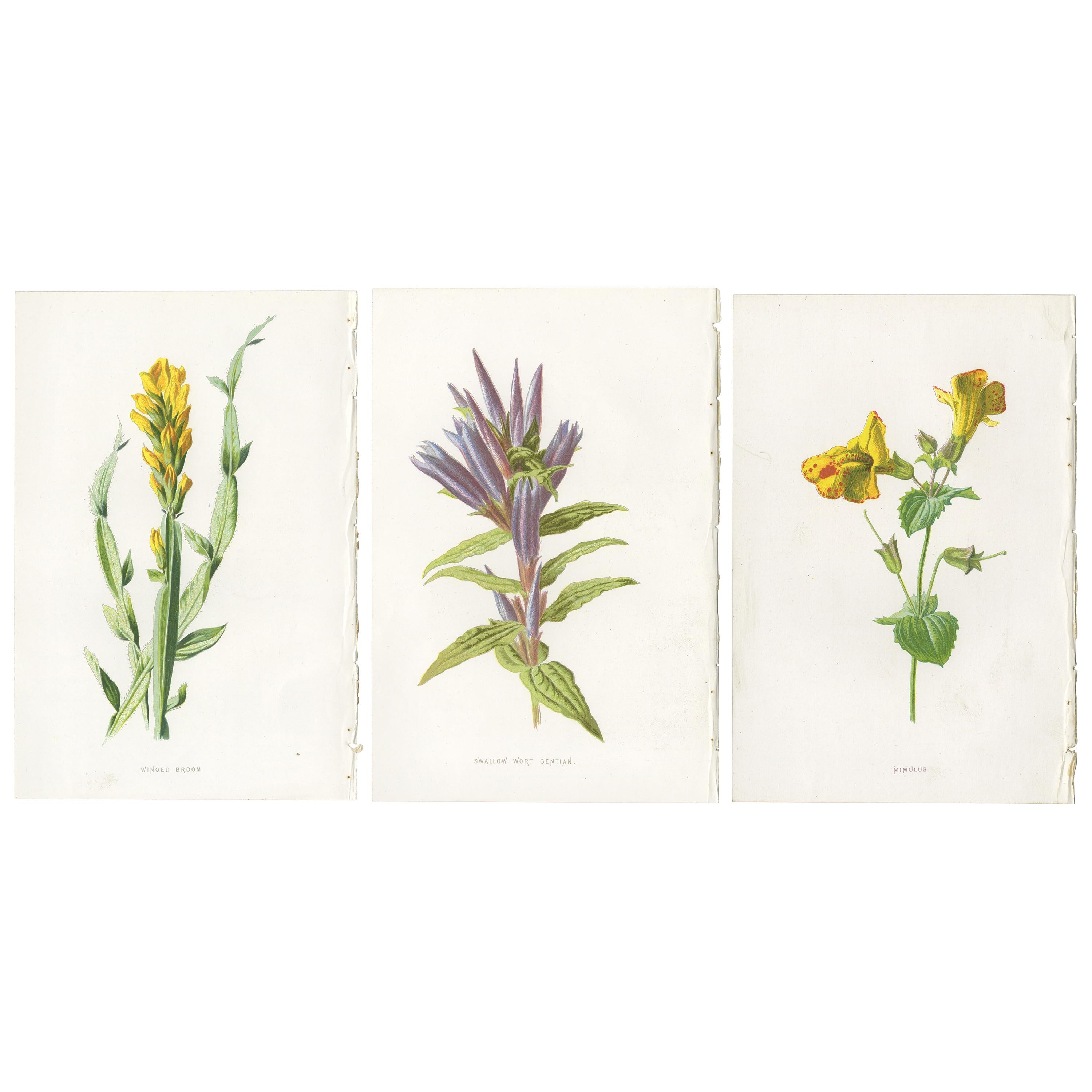 Set of Three Botany Prints Winged Broom, Gentian, Mimulus For Sale