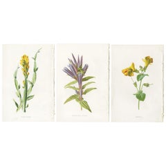 Set of Three Botany Prints Winged Broom, Gentian, Mimulus