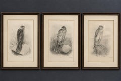 Set of Three British Harrier Bird Lithographs by Stonham, 1908