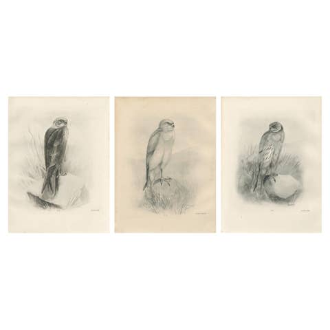 Set of Three British Harrier Bird Lithographs by Stonham, 1908