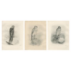 Set of Three British Harrier Bird Lithographs by Stonham, 1908
