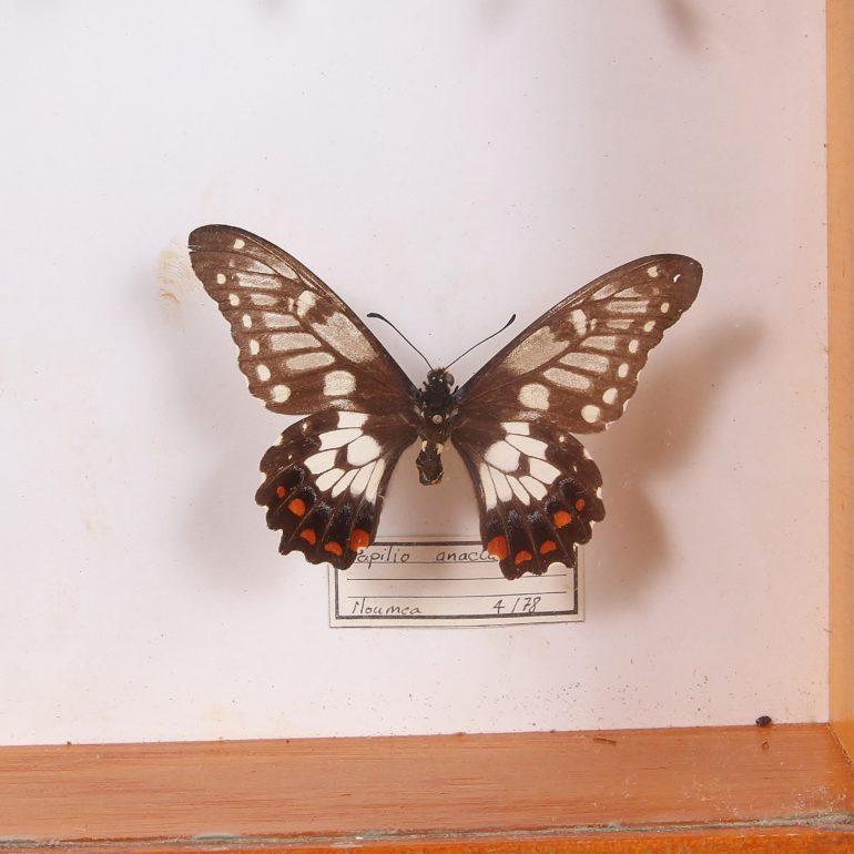 Set of three butterfly boxes, multiple beautiful specimens expertly mounted.

Measures: Each box

15.25 inches wide x 2 inches deep x 10 inches tall.

11.25 inches wide x 2 inches deep x 10 inches tall.

15.25 inches wide x 2 inches deep x