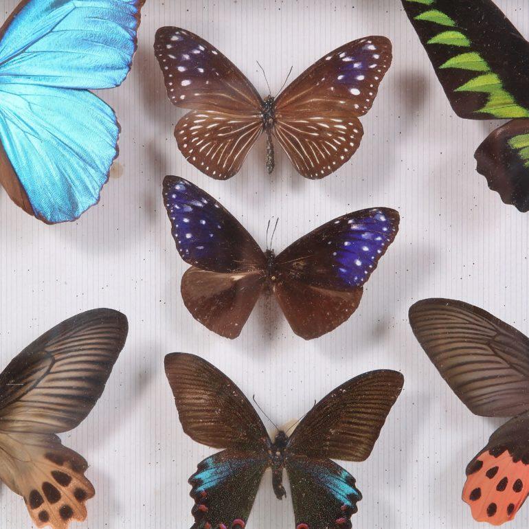 American Set of Three Butterfly Boxes