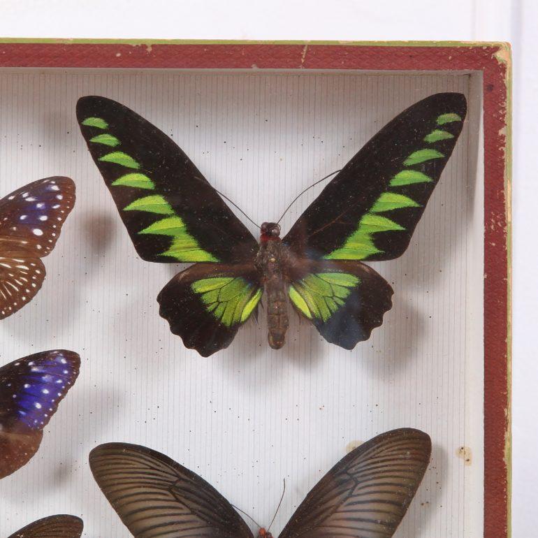 20th Century Set of Three Butterfly Boxes